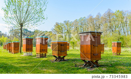 Beehives in apiary near forest. Bio Honey Production and Beekeeping Concept Beehives in apiary near forest. Bio Honey Production and Beekeeping Concept 73345983
