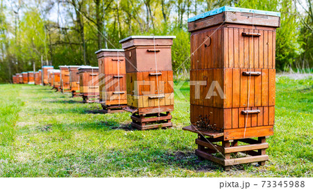 Beehives in apiary near forest. Bio Honey Production and Beekeeping Concept. 73345988