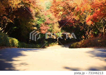 秋 紅葉 一本道 73346213
