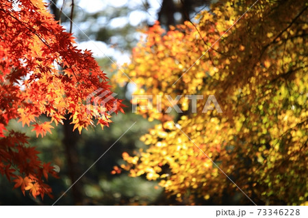 秋 葉 紅葉 73346228