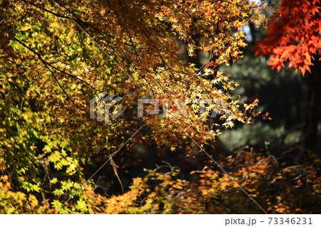 秋 葉 紅葉 73346231