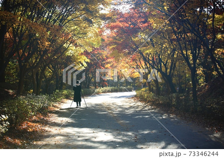 秋 紅葉 一本道 73346244