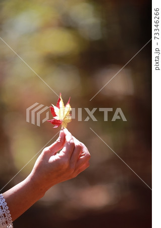 秋 葉 紅葉 73346266