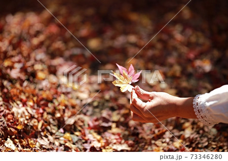 秋 葉 紅葉 73346280