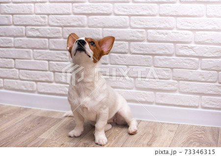 Jack russell terrier looking up. Dog sitting on floor. Dog puppy on a brick background. Jack russell terrier looking up. Dog sitting on floor. Dog puppy on a brick background. 73346315