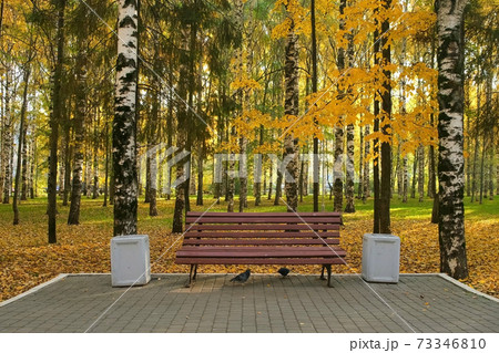 Wooden bench in autumn city park among birches near asphalt path. 73346810