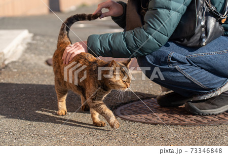 猫が好き さび猫 猫が好き さび猫 73346848