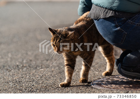 猫が好き　さび猫 73346850