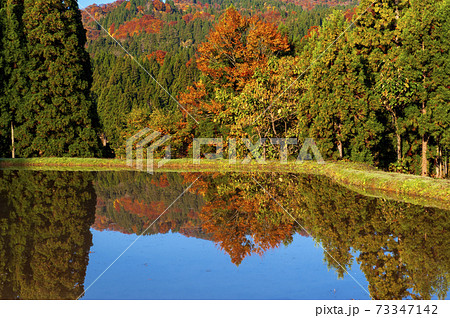 水をはられ松之山の棚田と山の紅葉 水をはられ松之山の棚田と山の紅葉 73347142