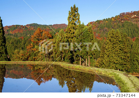 水をはられ松之山の棚田と山の紅葉 水をはられ松之山の棚田と山の紅葉 73347144
