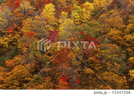 越後の棚田の周りの山の木々の紅葉 越後の棚田の周りの山の木々の紅葉 73347206