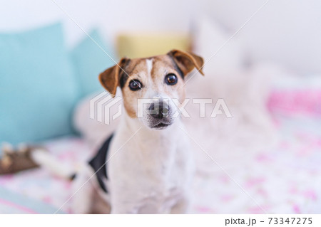 Dog looking at camera, portrait of jack russell terrier in pastel bedroom interior Dog looking at camera, portrait of jack russell terrier in pastel bedroom interior 73347275
