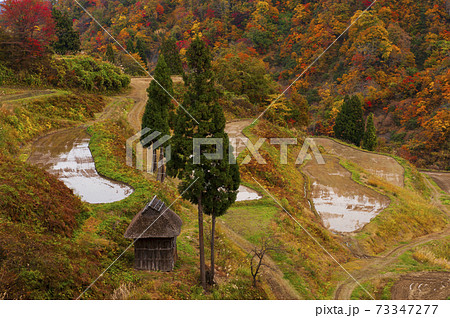 紅葉美しい秋の新潟松之山天水島の棚田 紅葉美しい秋の新潟松之山天水島の棚田 73347277