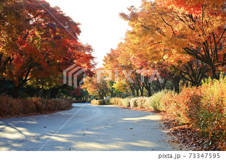 公園 池 木 73347595