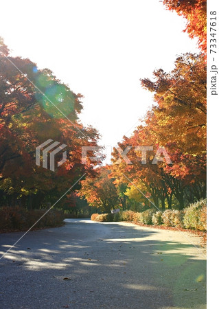 公園 池 木 73347618
