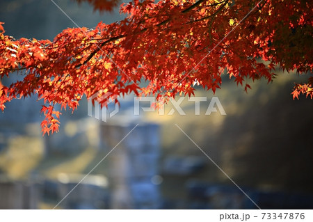 シルエット 葉 秋 73347876