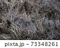 Dry withered grass in the water in late autumn 73348261