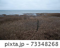 Autumn withered grass on the shore of the reservoir 73348268