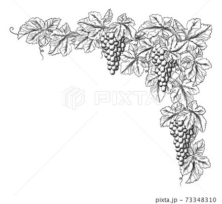 vine border drawing