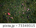 Autumn foliage on green grass, natural background top view 73349315