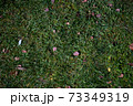 Autumn foliage on green grass, natural background top view 73349319