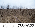 Dry withered grass in the water in late autumn 73349322