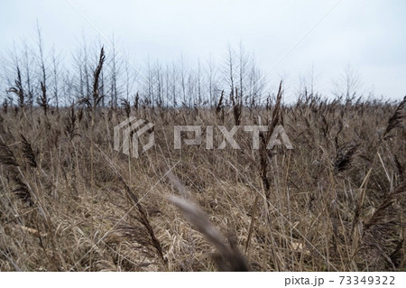 Dry withered grass in the water in late autumn 73349322