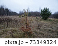 Young spruce in the autumn forest in cloudy weather 73349324