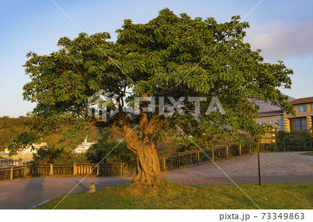 鹿児島県の桜島溶岩なぎさ公園の夕暮れのアコウの木 の写真素材