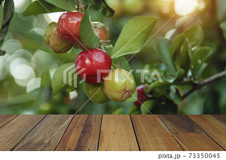 Wooden table on Acerola cherry and leaves background. Mock up for your product display or montage Wooden table on Acerola cherry and leaves background. Mock up for your product display or montage 73350045
