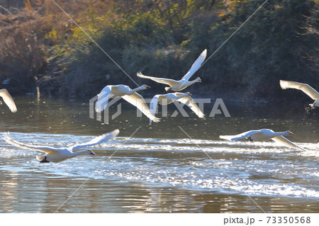比企郡川島町白鳥飛来地 白鳥の飛び立ち 比企郡川島町白鳥飛来地 白鳥の飛び立ち 73350568