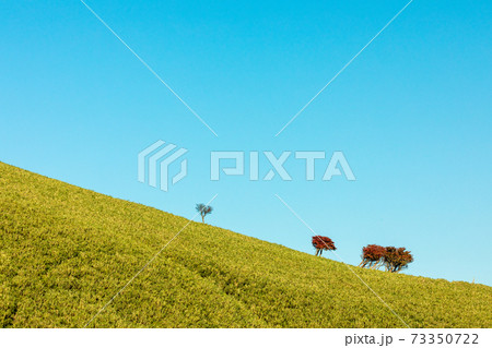 笹の原の斜面と紅葉のシロヤシオ 笹の原の斜面と紅葉のシロヤシオ 73350722