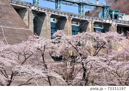ダムと桜 ダムと桜 73351197