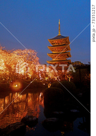 京都 東寺の桜ライトアップ 瓢箪池から眺める五重塔と桜の写真素材