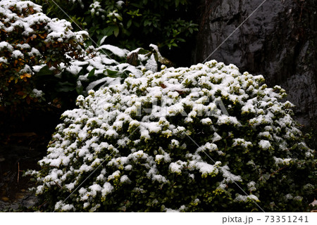 広島県福山市の団地に積雪(初冠雪:年にⅠ~2回の雪) 広島県福山市の団地に積雪(初冠雪:年にⅠ~2回の雪) 73351241