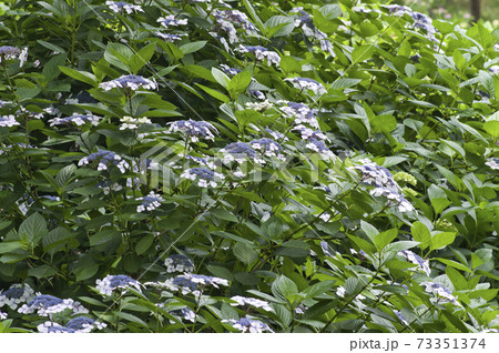 紫陽花園に紫陽花の花が咲いています このアジサイの名前はガクアジサイです の写真素材