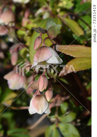 Hellebore Winter Princess Hellebore Winter Princess 73351419