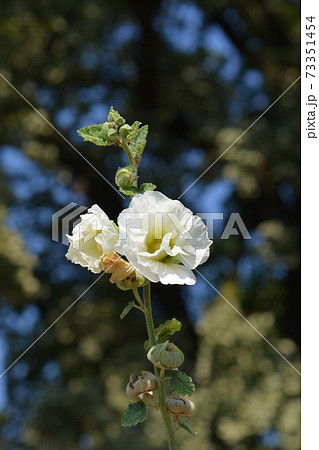 Common hollyhock 73351454