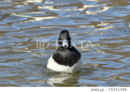 キンクロハジロ 73351490