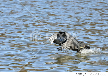 オオバン 73351500