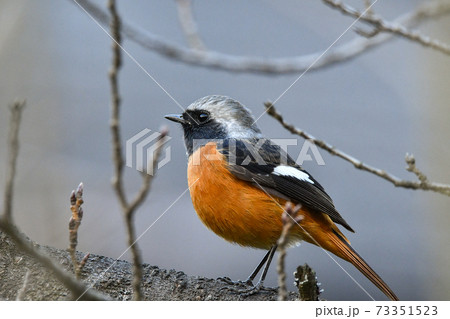 ジョウビタキ 73351523