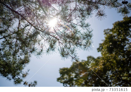 木漏れ日　オーブ　フレア 73351615