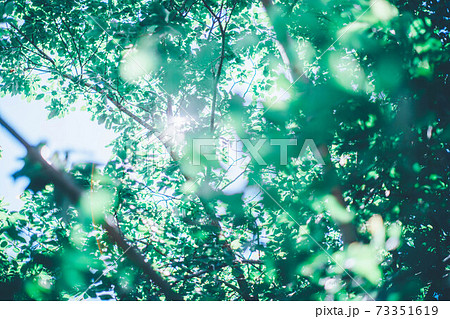 木漏れ日　オーブ　フレア 73351619