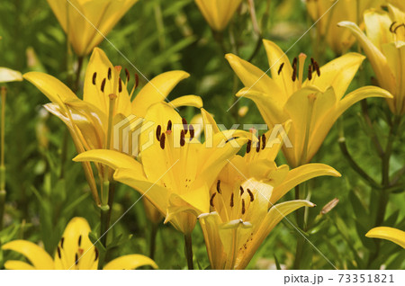 黄色いスカシユリの花が満開です。学名は Lilium maculatumです。 73351821