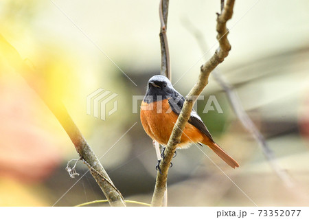 ジョウビタキ（オス） 73352077