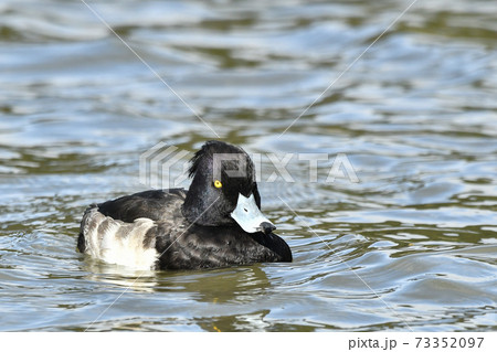 キンクロハジロ 73352097