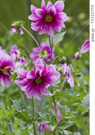 ピンク色のダリアの花が咲いています。 73352755