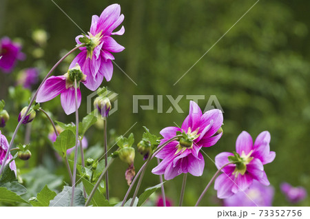 ピンク色のダリアの花が咲いています。 73352756