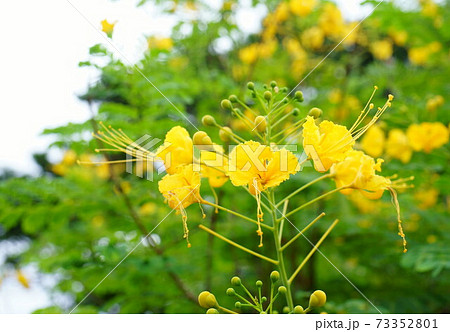 沖縄オオゴチョウの黄色い花の写真素材