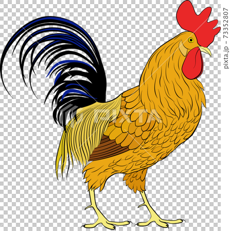 Cock, orange cartoon farm bird rooster on white background 73352807
